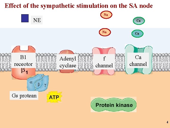 Effect of the sympathetic stimulation on the SA node Na NE B 1 receotor