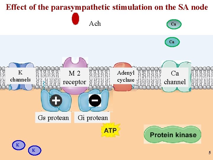 Effect of the parasympathetic stimulation on the SA node Ach Ca Ca K channels