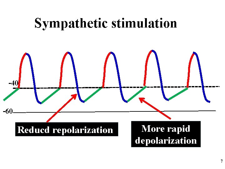 Sympathetic stimulation -40 -60 Reducd repolarization More rapid depolarization 7 