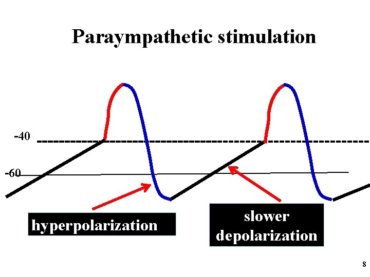 Paraympathetic stimulation -40 -60 hyperpolarization slower depolarization 8 