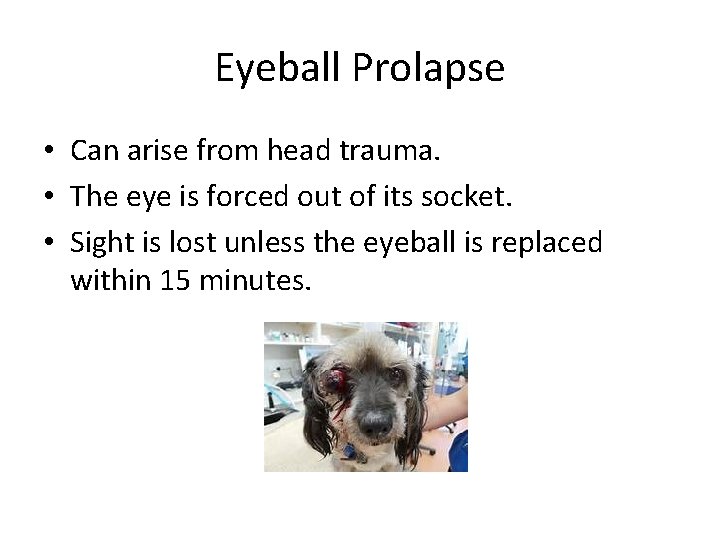 Eyeball Prolapse • Can arise from head trauma. • The eye is forced out