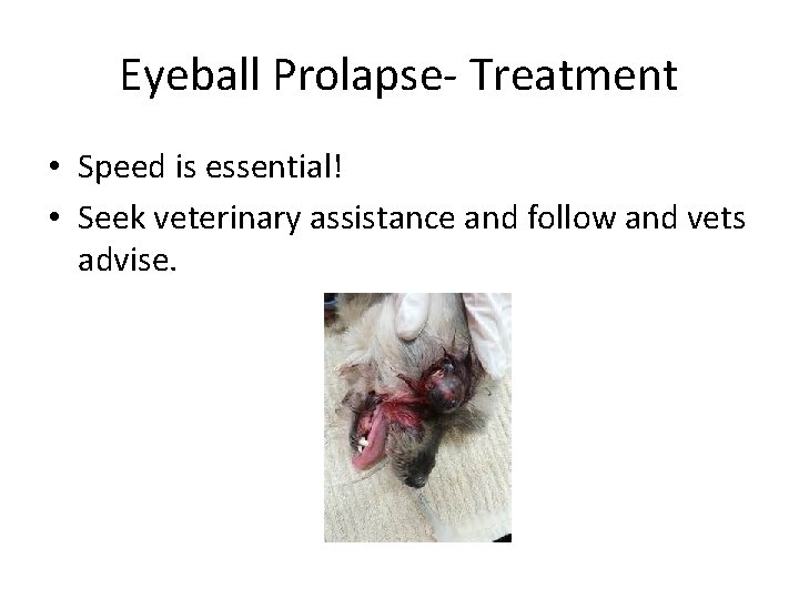 Eyeball Prolapse- Treatment • Speed is essential! • Seek veterinary assistance and follow and