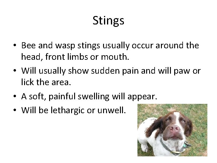 Stings • Bee and wasp stings usually occur around the head, front limbs or