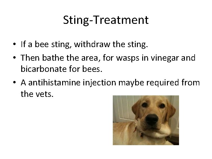 Sting-Treatment • If a bee sting, withdraw the sting. • Then bathe area, for