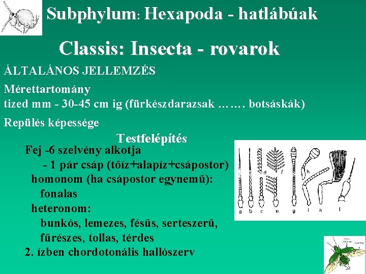 Subphylum: Hexapoda - hatlábúak Classis: Insecta - rovarok ÁLTALÁNOS JELLEMZÉS Mérettartomány tized mm -