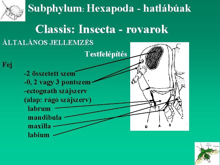 Subphylum: Hexapoda - hatlábúak Classis: Insecta - rovarok ÁLTALÁNOS JELLEMZÉS Testfelépítés Fej -2 összetett