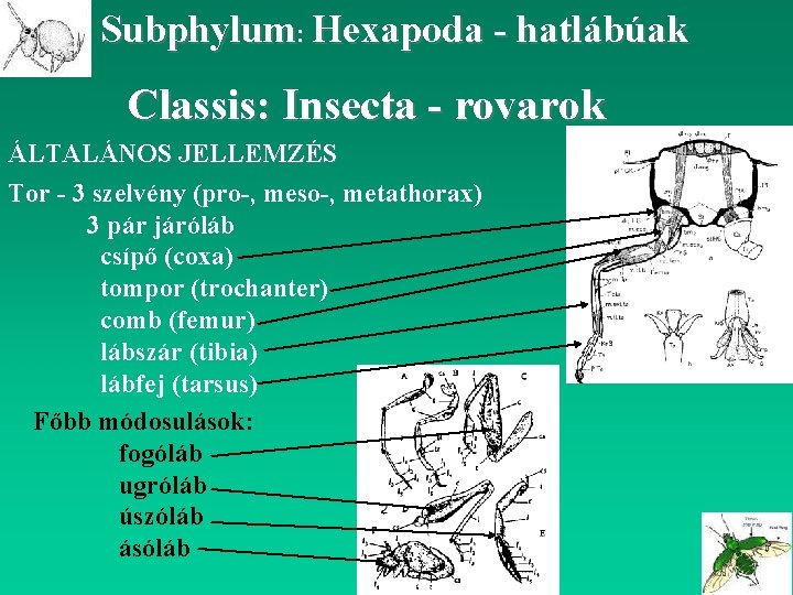 Subphylum: Hexapoda - hatlábúak Classis: Insecta - rovarok ÁLTALÁNOS JELLEMZÉS Tor - 3 szelvény