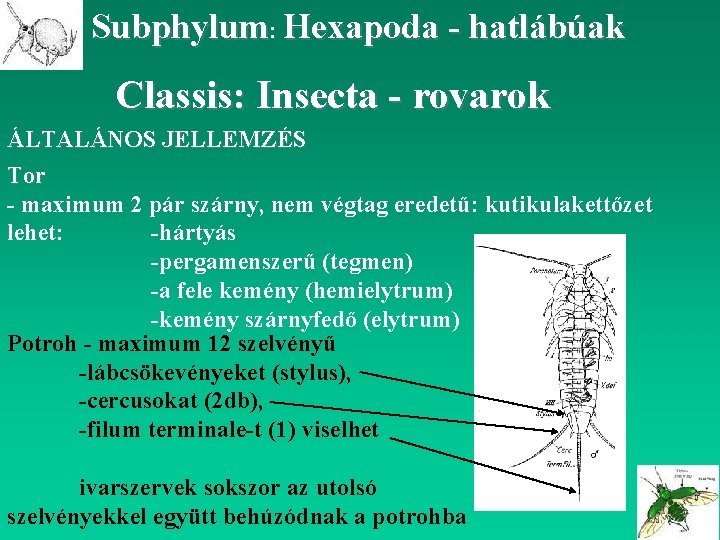 Subphylum: Hexapoda - hatlábúak Classis: Insecta - rovarok ÁLTALÁNOS JELLEMZÉS Tor - maximum 2