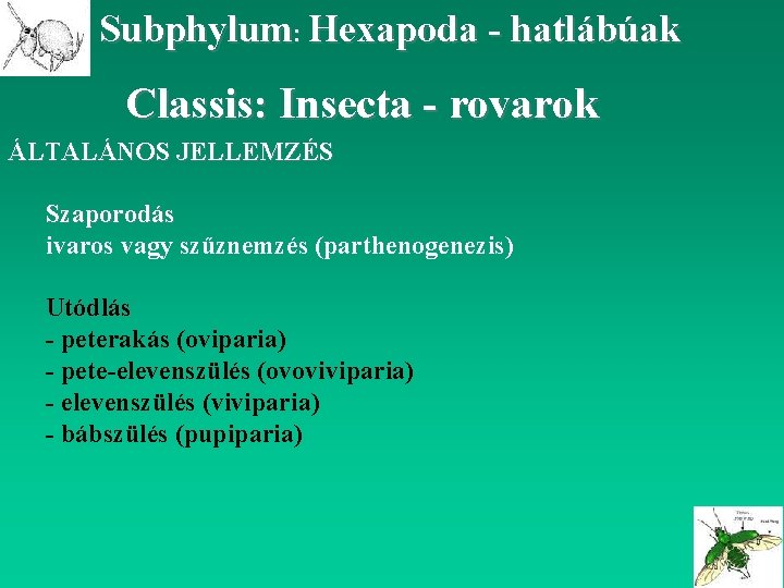Subphylum: Hexapoda - hatlábúak Classis: Insecta - rovarok ÁLTALÁNOS JELLEMZÉS Szaporodás ivaros vagy szűznemzés