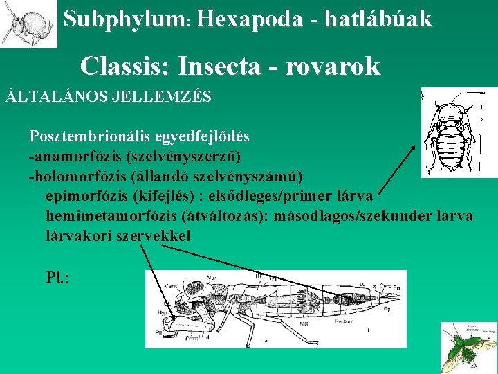 Subphylum: Hexapoda - hatlábúak Classis: Insecta - rovarok ÁLTALÁNOS JELLEMZÉS Posztembrionális egyedfejlődés -anamorfózis (szelvényszerző)