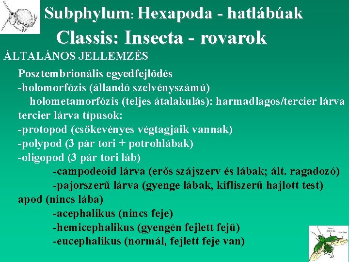 Subphylum: Hexapoda - hatlábúak Classis: Insecta - rovarok ÁLTALÁNOS JELLEMZÉS Posztembrionális egyedfejlődés -holomorfózis (állandó