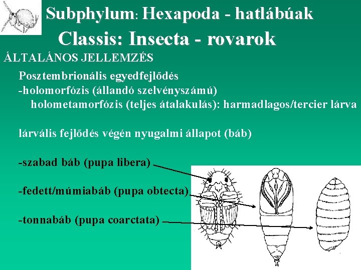 Subphylum: Hexapoda - hatlábúak Classis: Insecta - rovarok ÁLTALÁNOS JELLEMZÉS Posztembrionális egyedfejlődés -holomorfózis (állandó