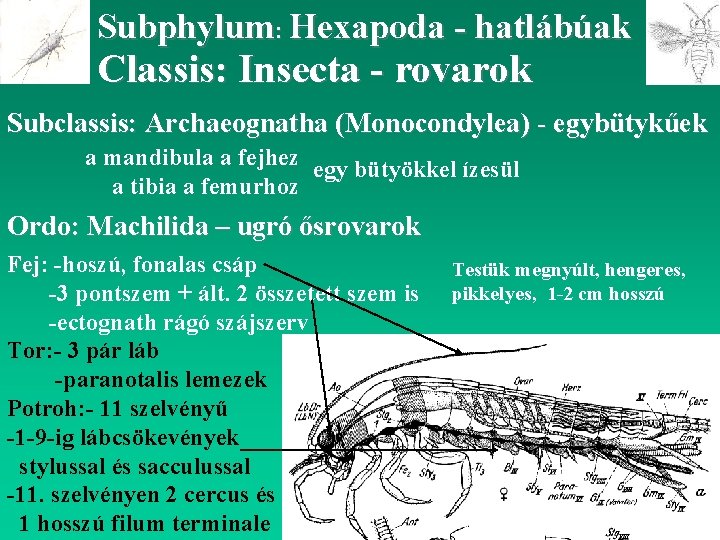 Subphylum: Hexapoda - hatlábúak Classis: Insecta - rovarok Subclassis: Archaeognatha (Monocondylea) - egybütykűek a