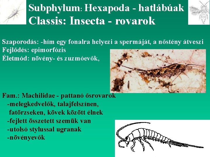 Subphylum: Hexapoda - hatlábúak Classis: Insecta - rovarok Szaporodás: Szaporodás -hím egy fonalra helyezi