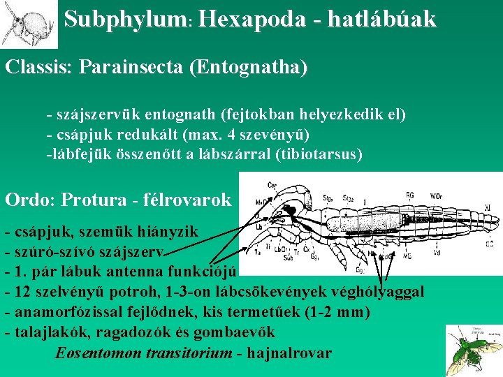Subphylum: Hexapoda - hatlábúak Classis: Parainsecta (Entognatha) - szájszervük entognath (fejtokban helyezkedik el) -