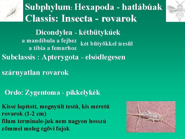Subphylum: Hexapoda - hatlábúak Classis: Insecta - rovarok Dicondylea - kétbütykűek a mandibula a