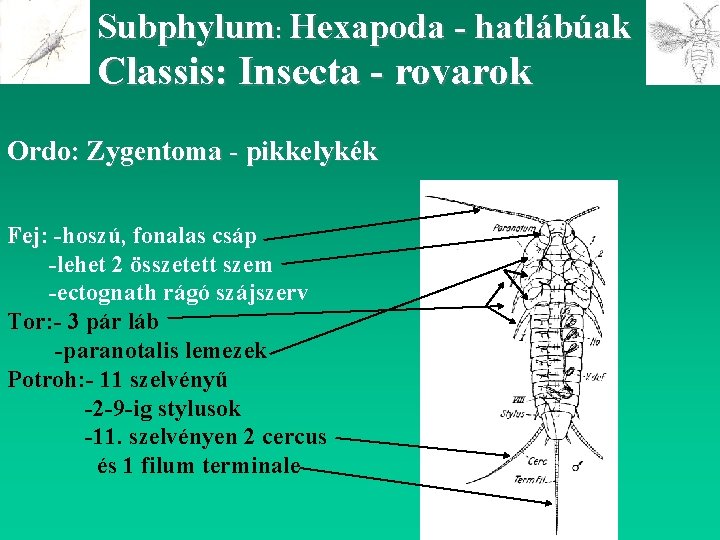 Subphylum: Hexapoda - hatlábúak Classis: Insecta - rovarok Ordo: Zygentoma - pikkelykék Fej: Fej