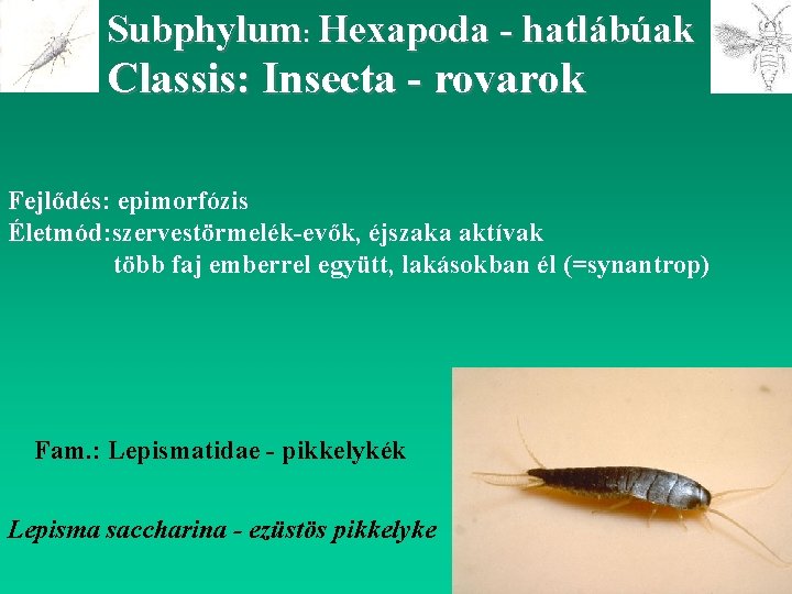 Subphylum: Hexapoda - hatlábúak Classis: Insecta - rovarok Fejlődés: Fejlődés epimorfózis Életmód: szervestörmelék-evők, éjszaka