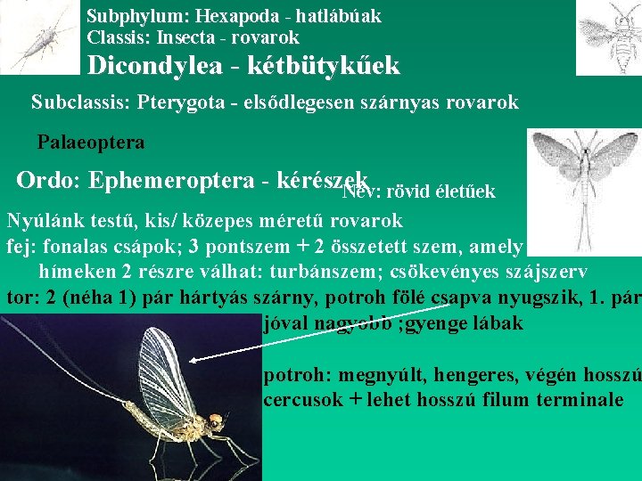 Subphylum: Hexapoda - hatlábúak Classis: Insecta - rovarok Dicondylea - kétbütykűek Subclassis: Pterygota -