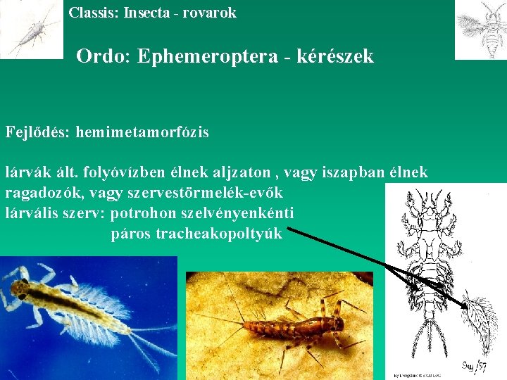Classis: Insecta - rovarok Ordo: Ephemeroptera - kérészek Fejlődés: hemimetamorfózis lárvák ált. folyóvízben élnek
