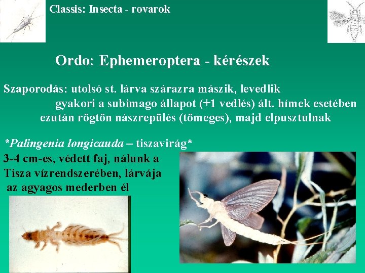 Classis: Insecta - rovarok Ordo: Ephemeroptera - kérészek Szaporodás: utolsó st. lárva szárazra mászik,