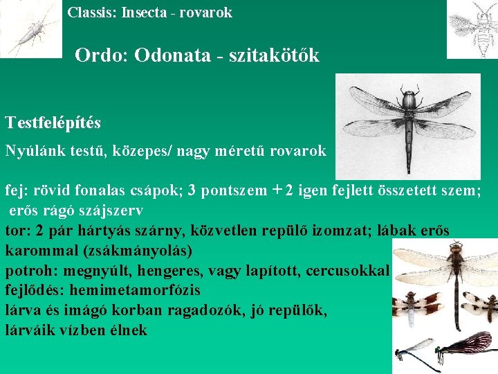 Classis: Insecta - rovarok Ordo: Odonata - szitakötők Testfelépítés Nyúlánk testű, közepes/ nagy méretű