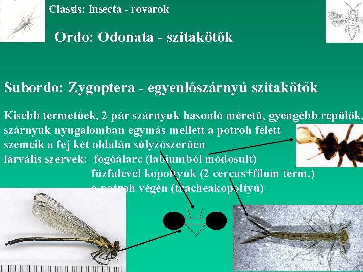 Classis: Insecta - rovarok Ordo: Odonata - szitakötők Subordo: Zygoptera - egyenlőszárnyú szitakötők Kisebb