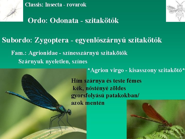 Classis: Insecta - rovarok Ordo: Odonata - szitakötők Subordo: Zygoptera - egyenlőszárnyú szitakötők Fam.