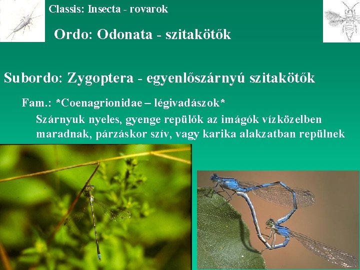 Classis: Insecta - rovarok Ordo: Odonata - szitakötők Subordo: Zygoptera - egyenlőszárnyú szitakötők Fam.