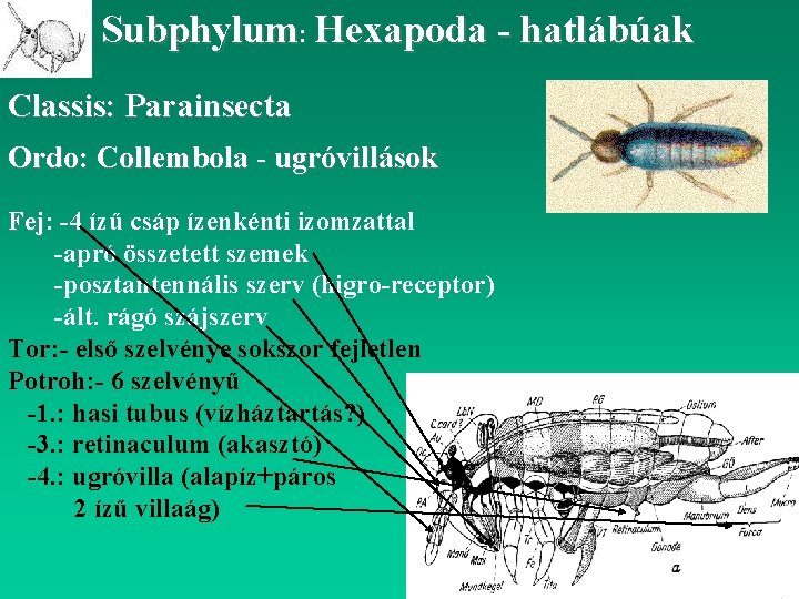 Subphylum: Hexapoda - hatlábúak Classis: Parainsecta Ordo: Collembola - ugróvillások Fej: Fej -4 ízű