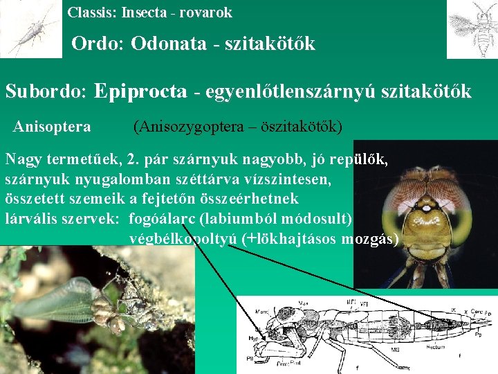 Classis: Insecta - rovarok Ordo: Odonata - szitakötők Subordo: Epiprocta - egyenlőtlenszárnyú szitakötők Anisoptera