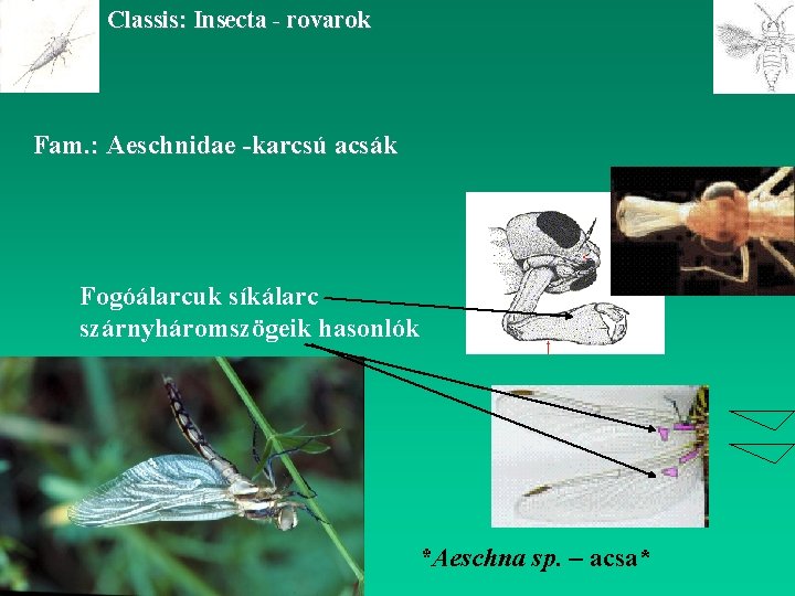 Classis: Insecta - rovarok Fam. : Aeschnidae -karcsú acsák Fogóálarcuk síkálarc szárnyháromszögeik hasonlók *Aeschna