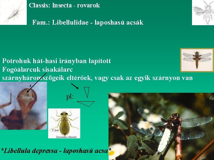 Classis: Insecta - rovarok Fam. : Libellulidae - laposhasú acsák Potrohuk hát-hasi irányban lapított