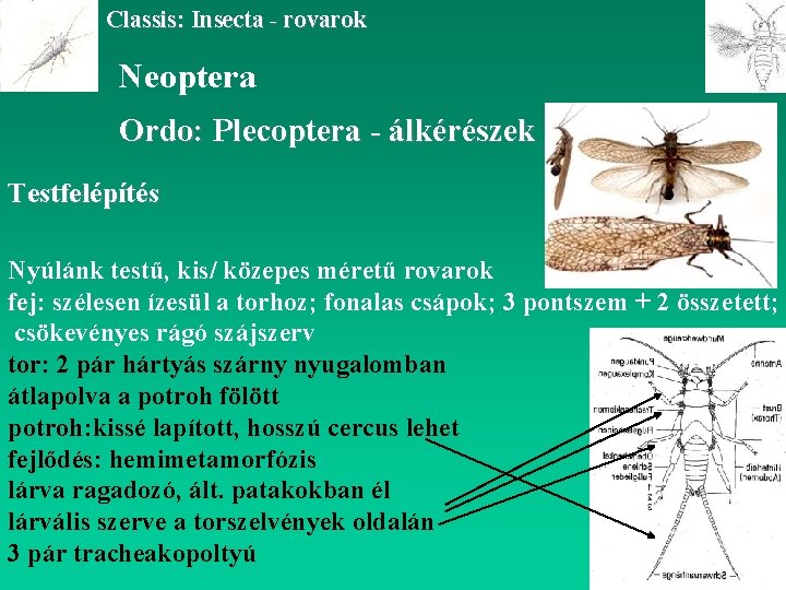 Classis: Insecta - rovarok Neoptera Ordo: Plecoptera - álkérészek Testfelépítés Nyúlánk testű, kis/ közepes