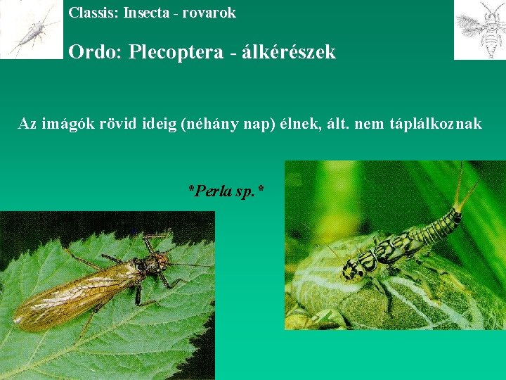 Classis: Insecta - rovarok Ordo: Plecoptera - álkérészek Az imágók rövid ideig (néhány nap)