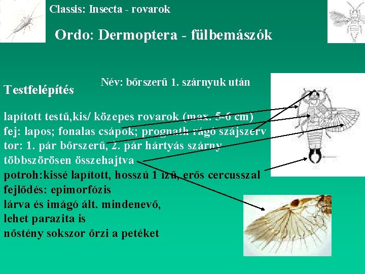 Classis: Insecta - rovarok Ordo: Dermoptera - fülbemászók Testfelépítés Név: bőrszerű 1. szárnyuk után