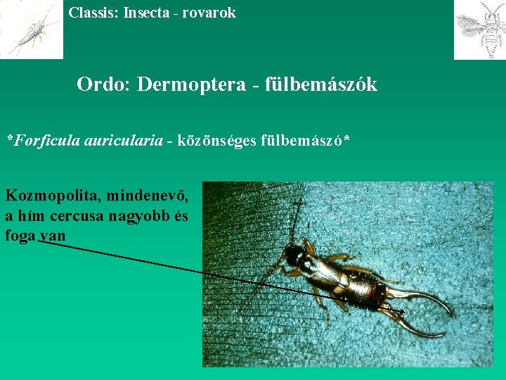 Classis: Insecta - rovarok Ordo: Dermoptera - fülbemászók *Forficula auricularia - közönséges fülbemászó* Kozmopolita,