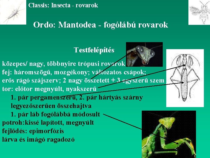 Classis: Insecta - rovarok Ordo: Mantodea - fogólábú rovarok Testfelépítés közepes/ nagy, többnyire trópusi