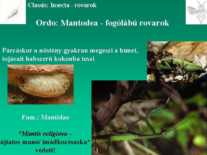 Classis: Insecta - rovarok Ordo: Mantodea - fogólábú rovarok Párzáskor a nőstény gyakran megeszi