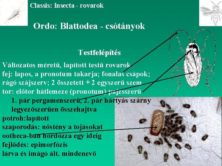 Classis: Insecta - rovarok Ordo: Blattodea - csótányok Testfelépítés Változatos méretű, lapított testű rovarok
