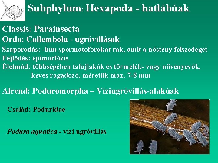 Subphylum: Hexapoda - hatlábúak Classis: Parainsecta Ordo: Collembola - ugróvillások Szaporodás: Szaporodás -hím spermatofórokat