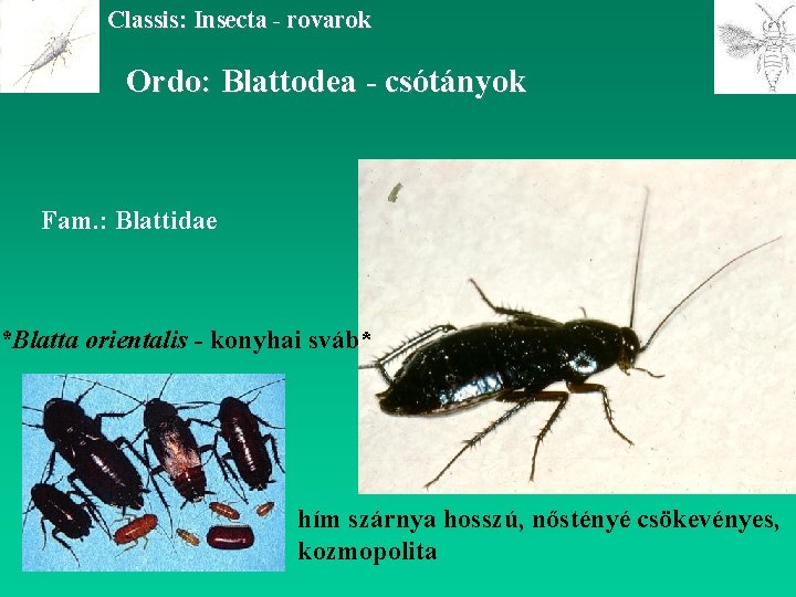 Classis: Insecta - rovarok Ordo: Blattodea - csótányok Fam. : Blattidae *Blatta orientalis -