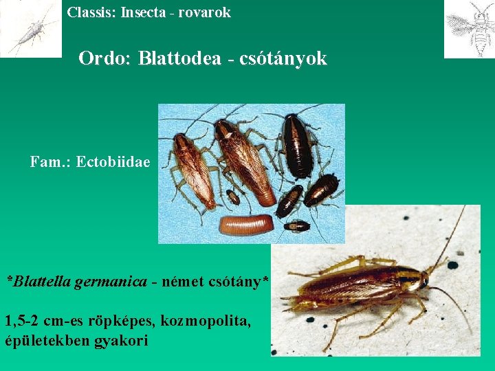 Classis: Insecta - rovarok Ordo: Blattodea - csótányok Fam. : Ectobiidae *Blattella germanica -