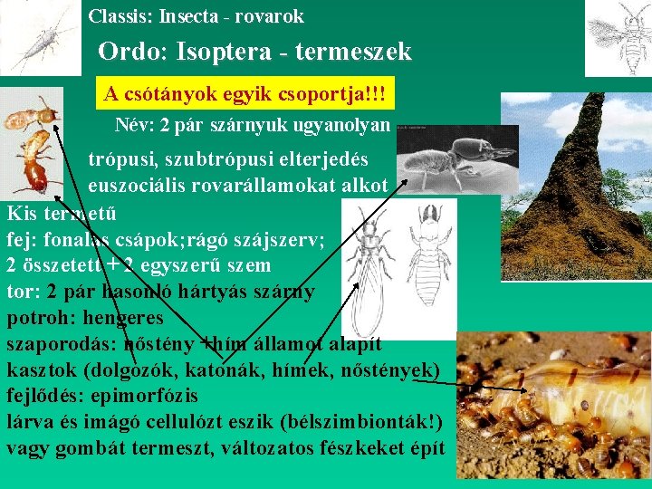 Classis: Insecta - rovarok Ordo: Isoptera - termeszek A csótányok egyik csoportja!!! Név: 2
