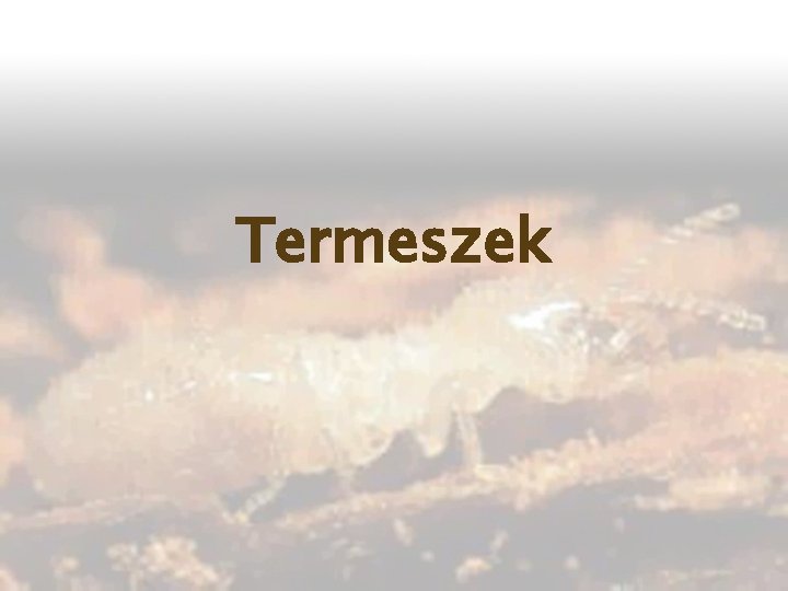 Termeszek 
