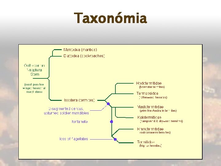 Taxonómia 
