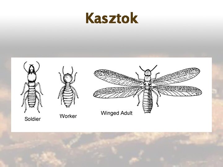 Kasztok 