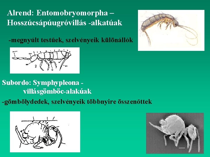 Alrend: Entomobryomorpha – Hosszúcsápúugróvillás -alkatúak -megnyúlt testűek, szelvényeik különállók Subordo: Symphypleona villásgömböc-alakúak -gömbölydedek, szelvényeik