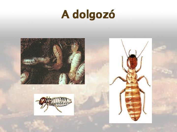 A dolgozó 