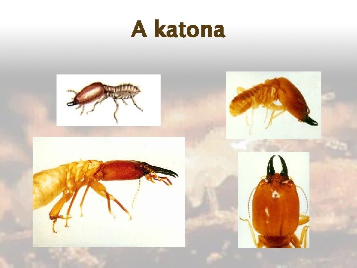 A katona 